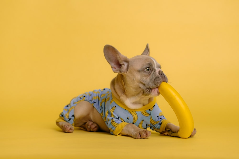 a small dog with a yellow frisbee in its mouth