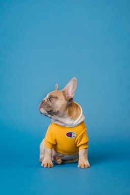 a small dog wearing a yellow shirt on a blue background