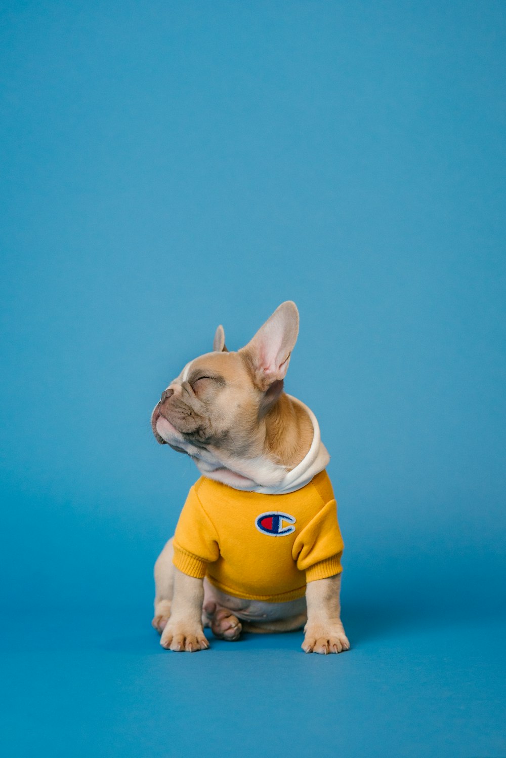 a small dog wearing a yellow shirt on a blue background