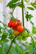 a bunch of tomatoes hanging from a plant