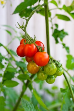 a bunch of tomatoes hanging from a plant