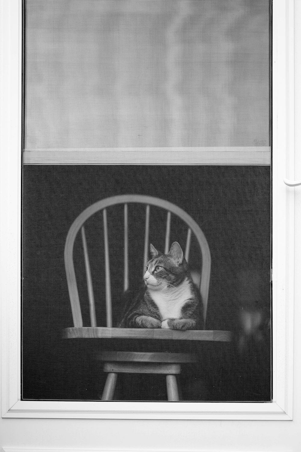 Una foto en blanco y negro de un gato sentado en una silla