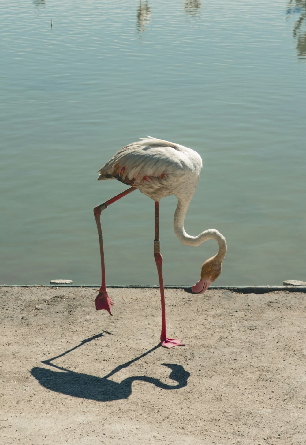 a flamingo standing on a concrete ledge next to a body of water