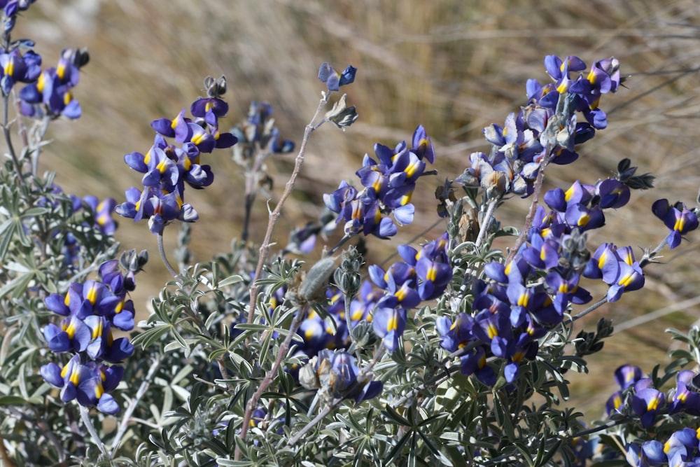 a bunch of purple flowers with yellow centers