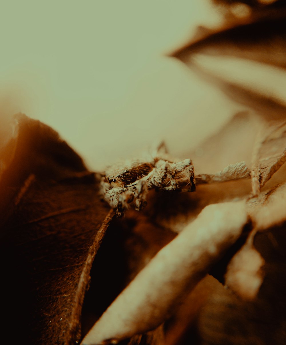 a close up of a leaf with a blurry background