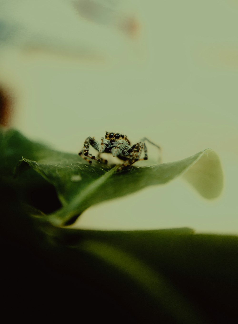 a spider sitting on top of a green leaf