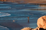 A person stands at the edge of the seashore with a fishing rod in hand. The beach is expansive, and the tide gently laps at the sand. Nearby, a small dog explores the wet sand. Large rocks can be seen in the foreground, adding depth to the serene coastal scene.