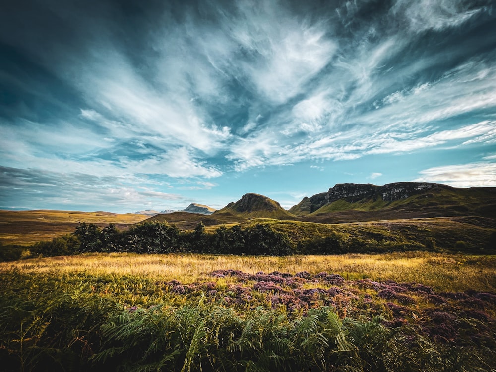 a grassy field with mountains in the background