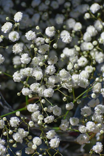 a bunch of small white flowers on a tree