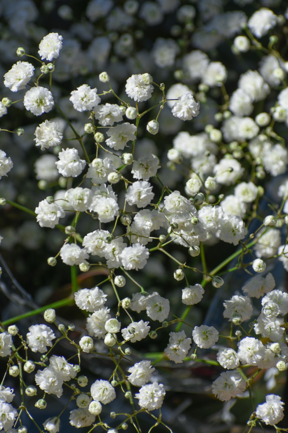 ein Strauß kleiner weißer Blumen an einem Baum