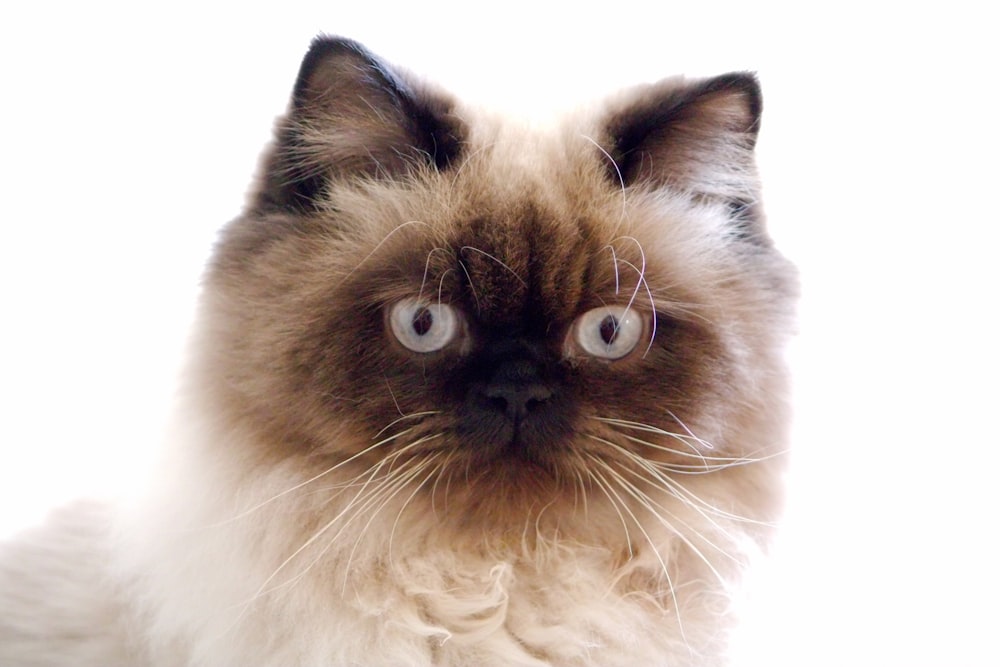 a close up of a cat with blue eyes