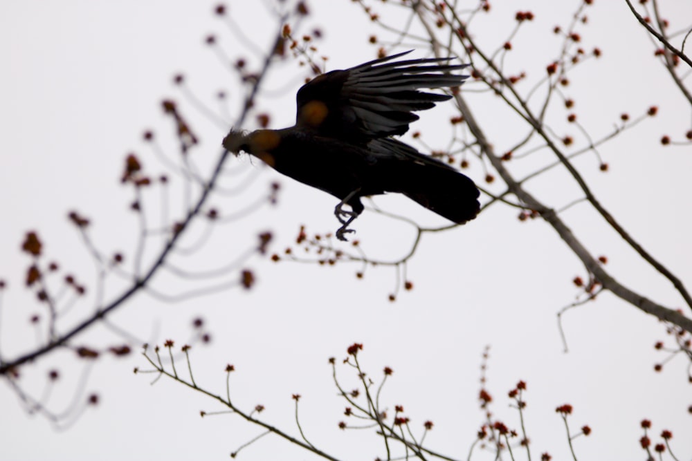 a bird is flying in the air near a tree