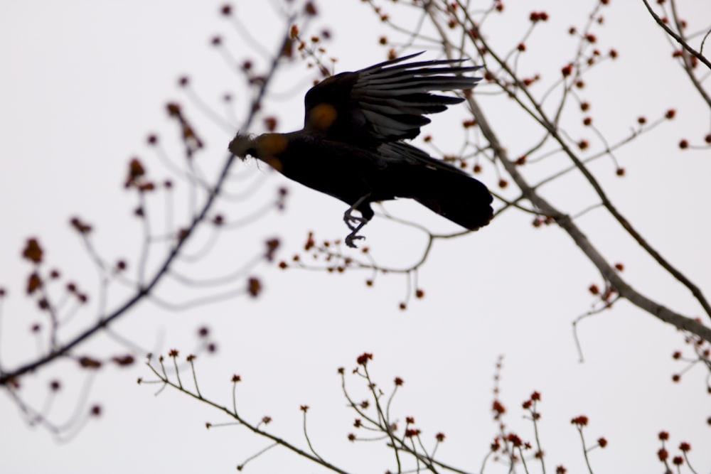 鳥が木の近くで空を飛んでいる