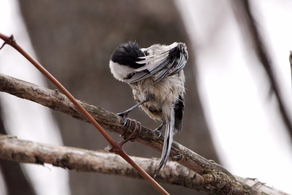 a small black and white bird perched on a branch