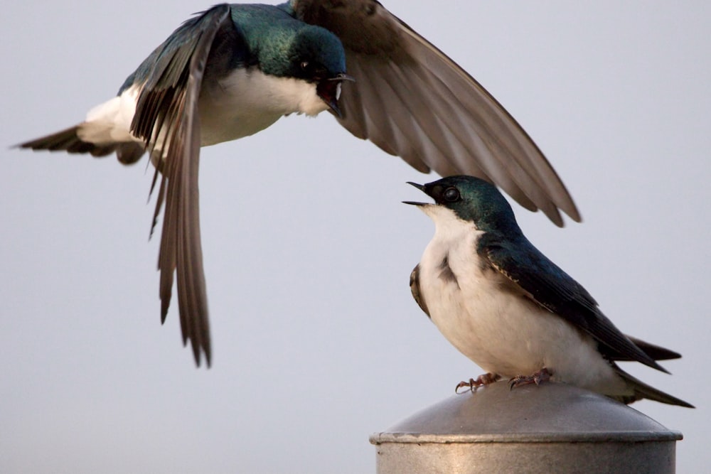 a couple of birds standing on top of a metal pole