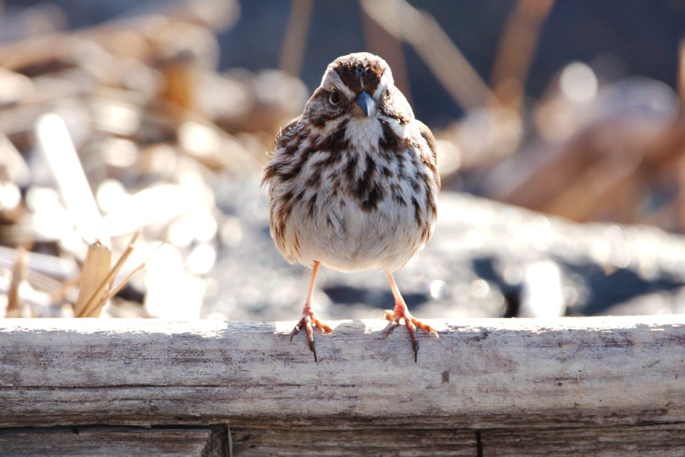 a small brown and white bird standing on a log