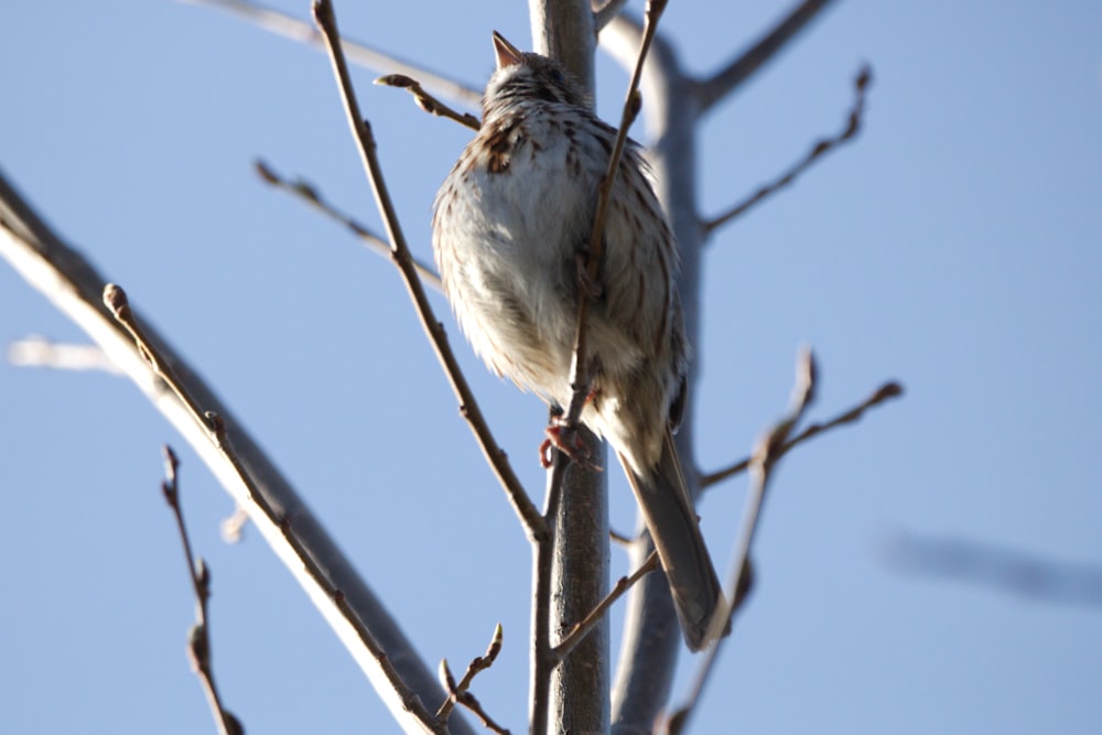 a bird perched on a bare tree branch