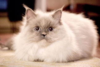 a fluffy white cat laying on top of a rug
