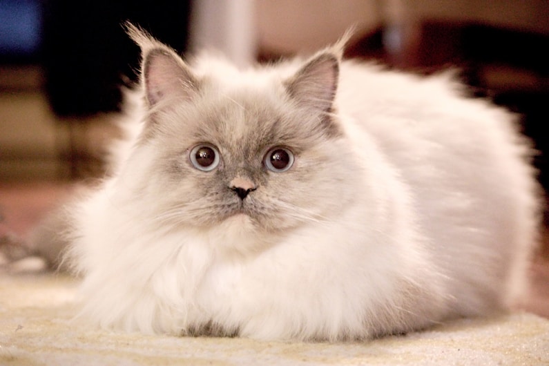 a fluffy white cat laying on top of a rug