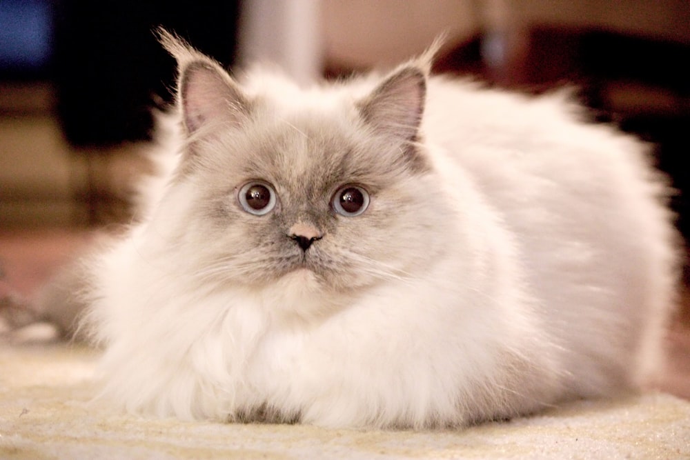 a fluffy white cat laying on top of a rug