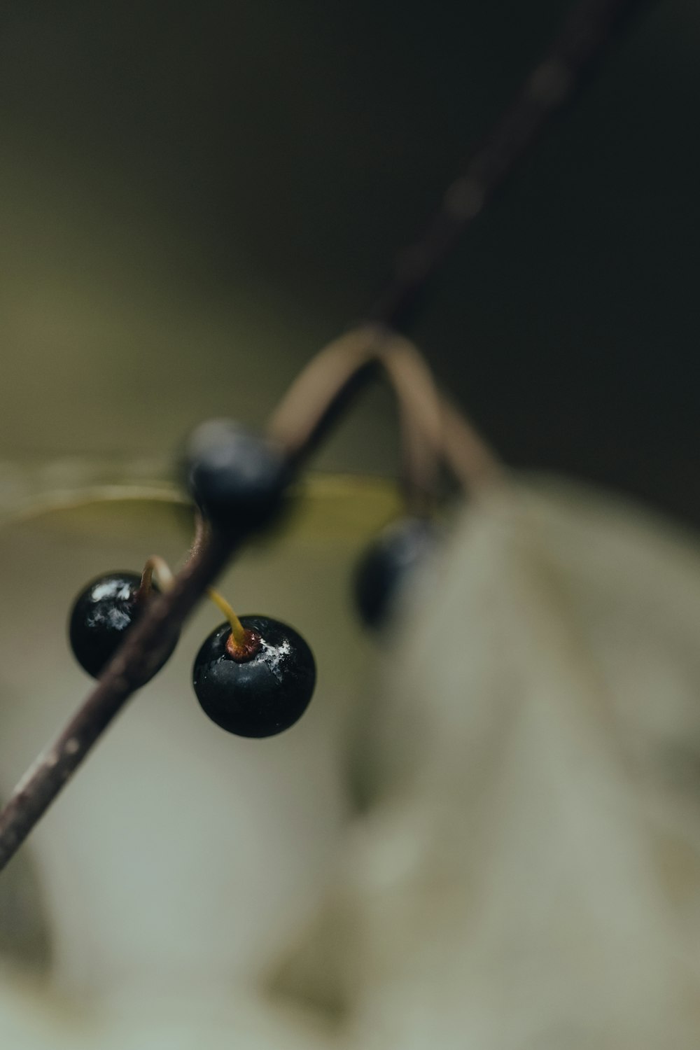 a close up of some black berries on a tree branch