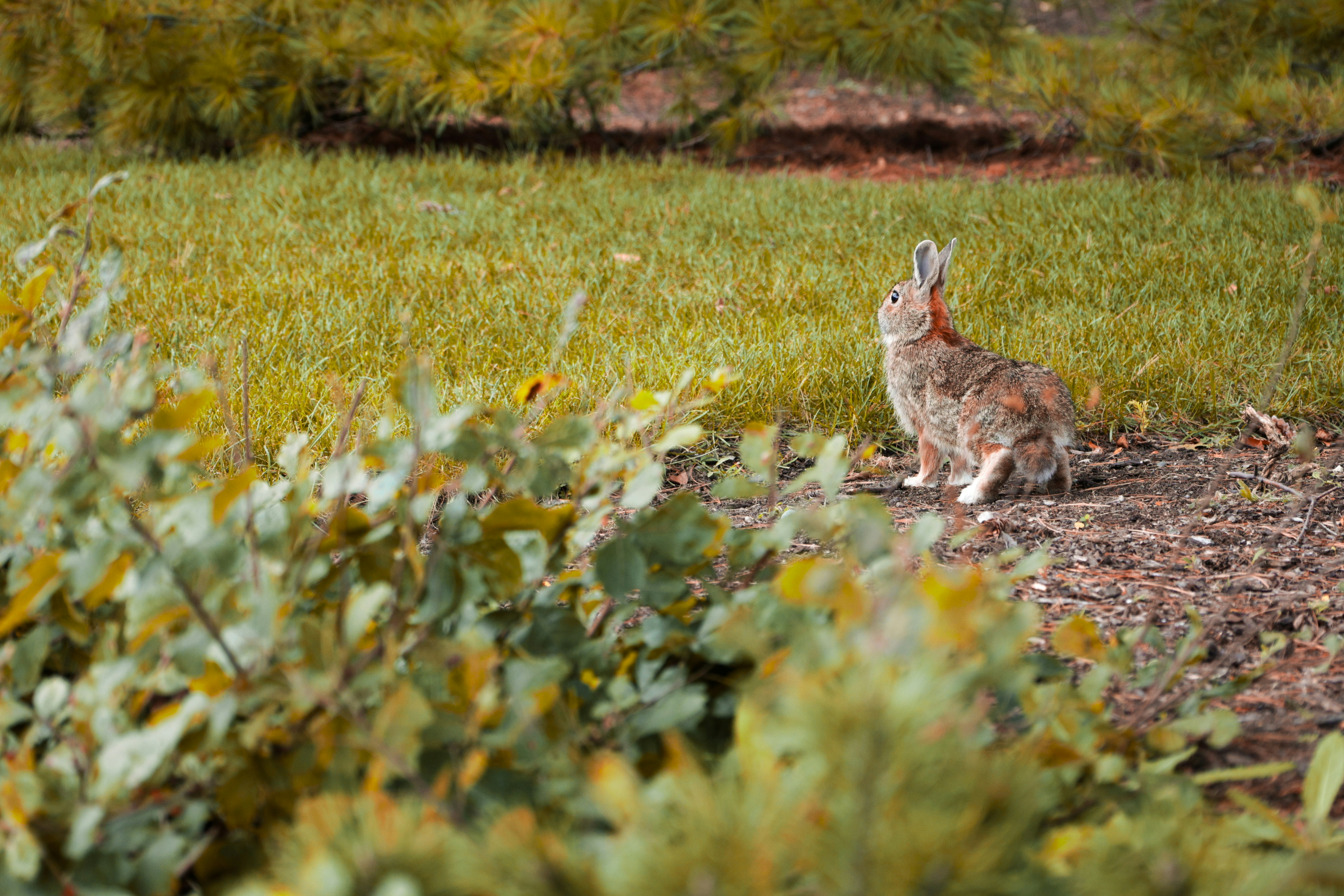 a rabbit is sitting in the middle of a field