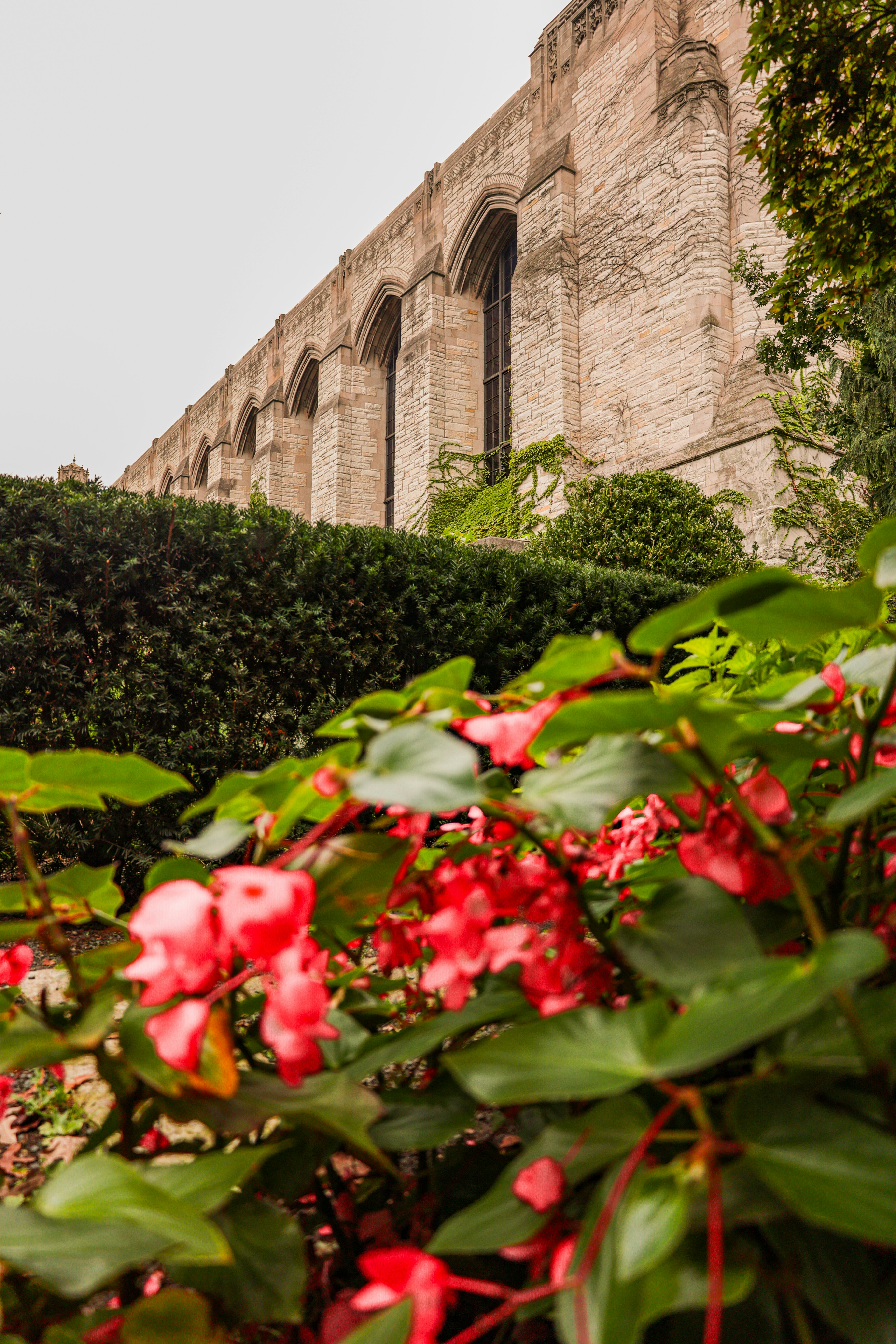 red flowers in front of a stone building