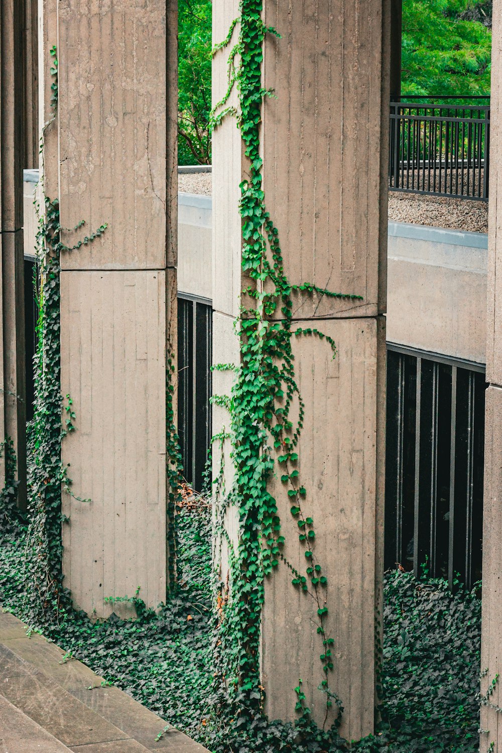 a green plant growing on the side of a building