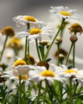 a bunch of white and yellow flowers in a field