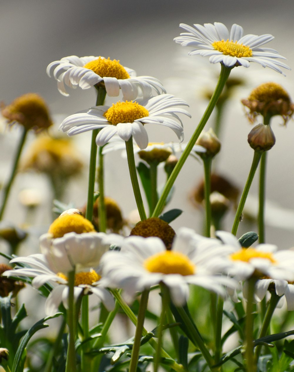 a bunch of white and yellow flowers in a field