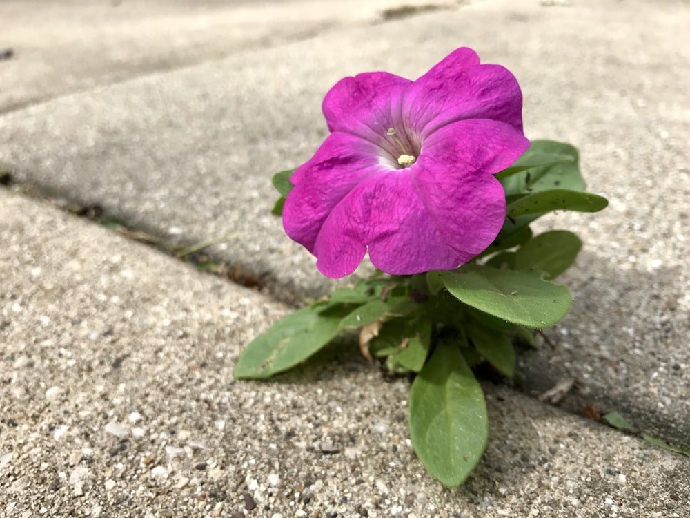 a purple flower sitting in the middle of a sidewalk