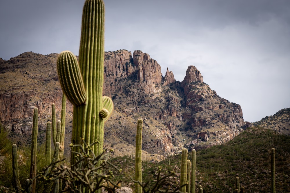ein großer Kaktus mit einem Berg im Hintergrund