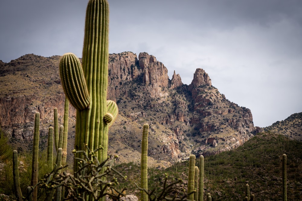 a large cactus with a mountain in the background