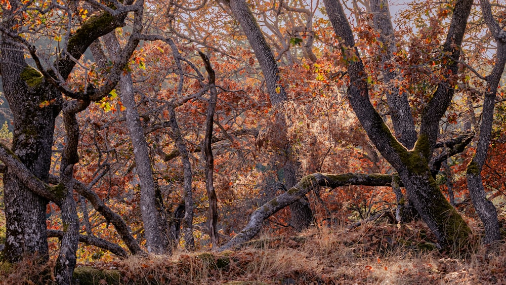 a forest filled with lots of trees covered in leaves