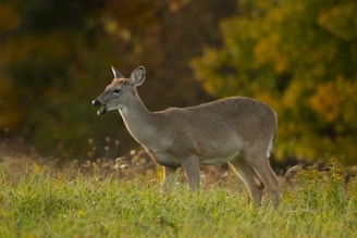 Best Decoys for a Successful Deer Hunt