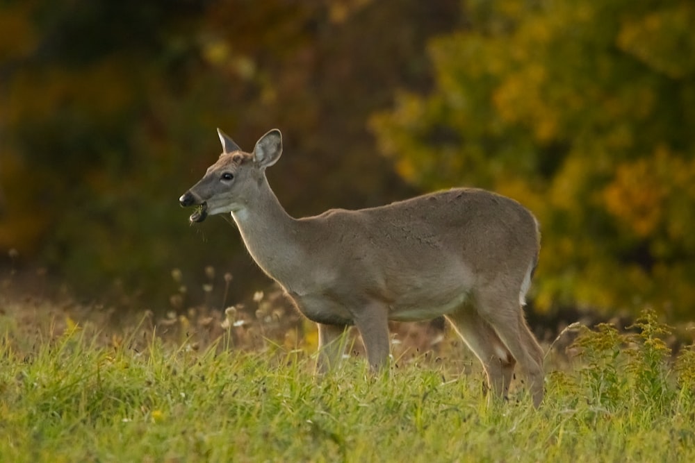 a deer standing in a grassy field with trees in the background