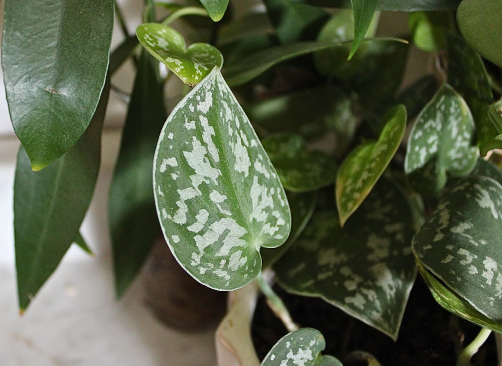 a close up of a green plant with white spots