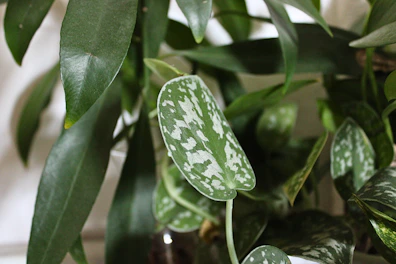 A collection of green leaves with various shades and patterns