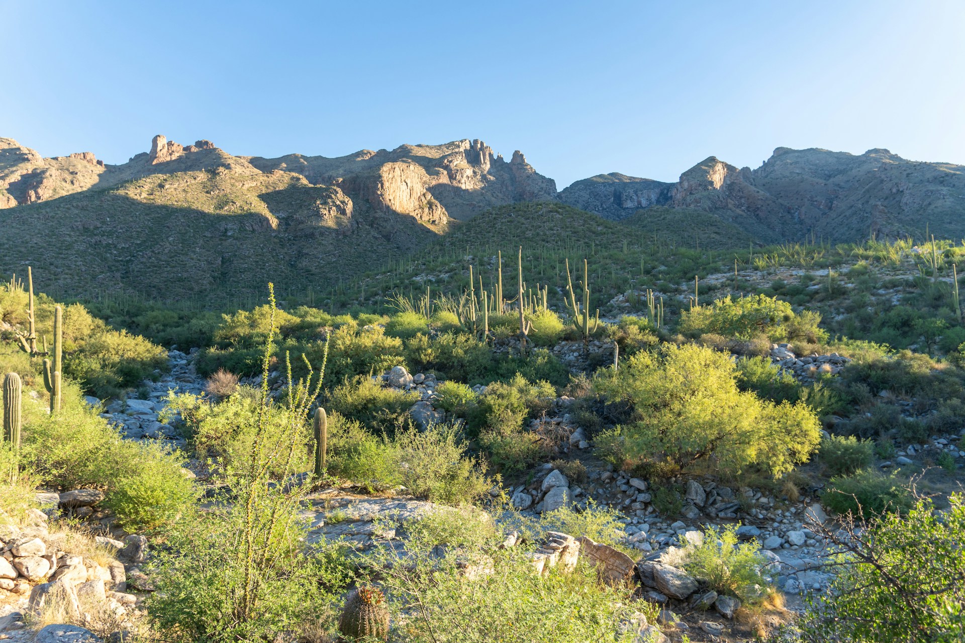 a view of a mountain range with cactus and cacti