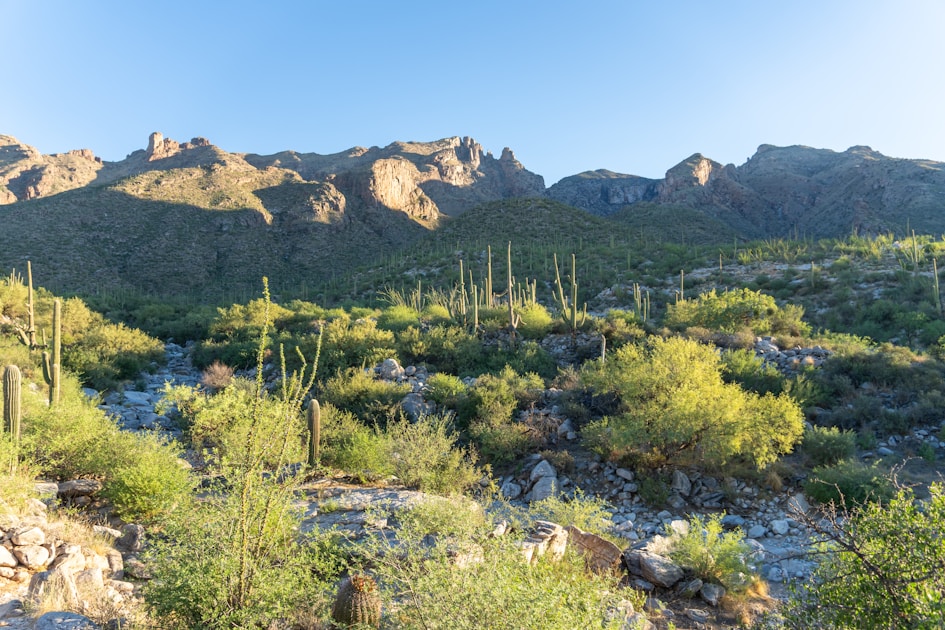Arizona Sonoran desert with saguaros and rocky mountain backdrop