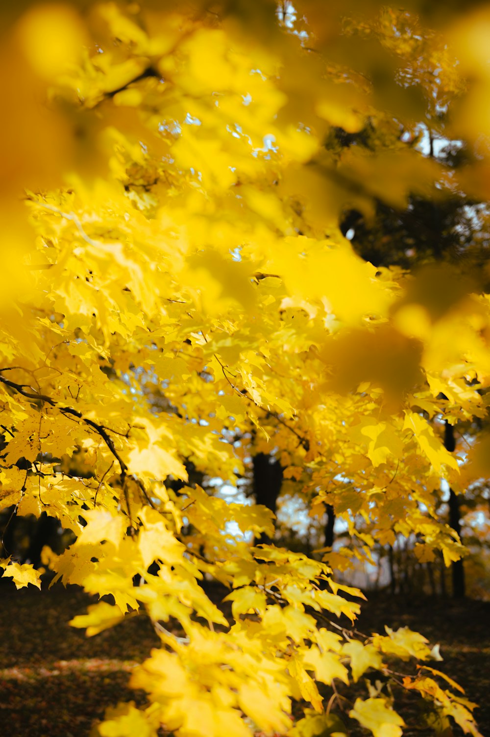 a tree with yellow leaves in a park