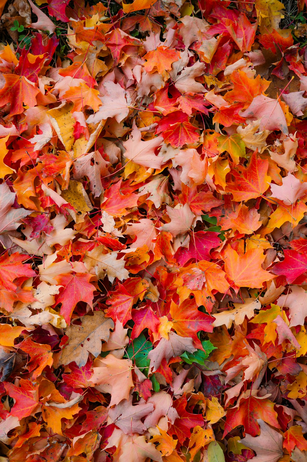 a bunch of leaves that are laying on the ground