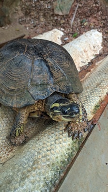 A turtle rests on a textured, earthy surface, with its patterned shell covering most of its body. Its head is slightly extended, showcasing distinct, patterned markings. The surrounding environment includes a mix of natural elements like soil and scattered rocks.
