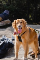 A golden retriever with a shiny, golden coat stands on a rocky surface, panting with its tongue out. The dog is wearing a black harness and a colorful bandana around its neck. The background contains blurry patches of greenery and some other indistinct objects.