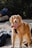 A golden retriever with a shiny, golden coat stands on a rocky surface, panting with its tongue out. The dog is wearing a black harness and a colorful bandana around its neck. The background contains blurry patches of greenery and some other indistinct objects.