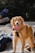 A golden retriever with a shiny, golden coat stands on a rocky surface, panting with its tongue out. The dog is wearing a black harness and a colorful bandana around its neck. The background contains blurry patches of greenery and some other indistinct objects.
