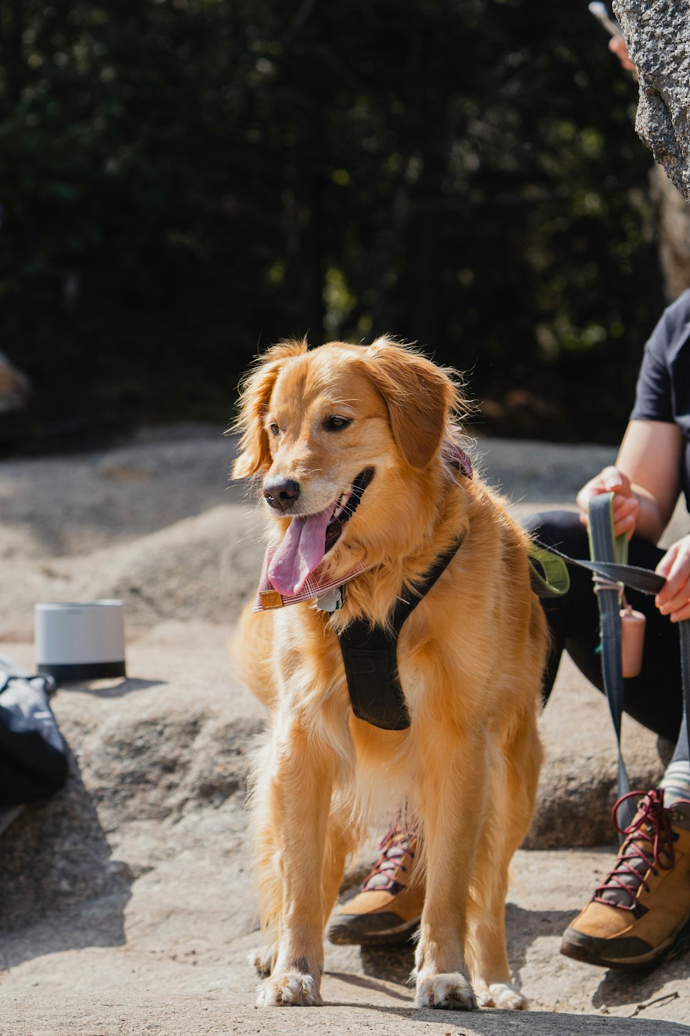 a golden retriever wearing a black collar and leash