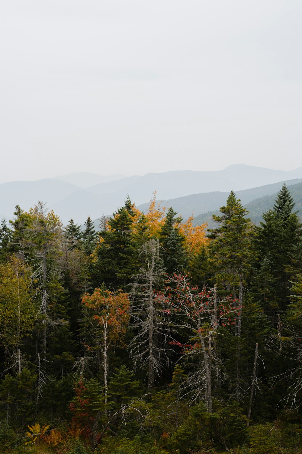a group of trees in a forest with mountains in the background