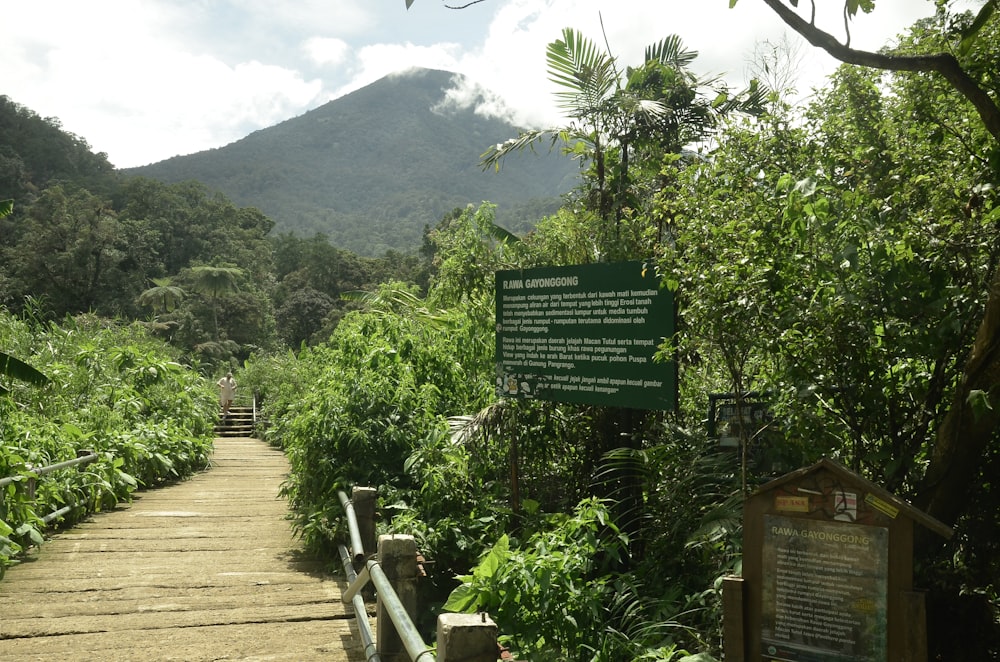 a wooden walkway in the middle of a forest