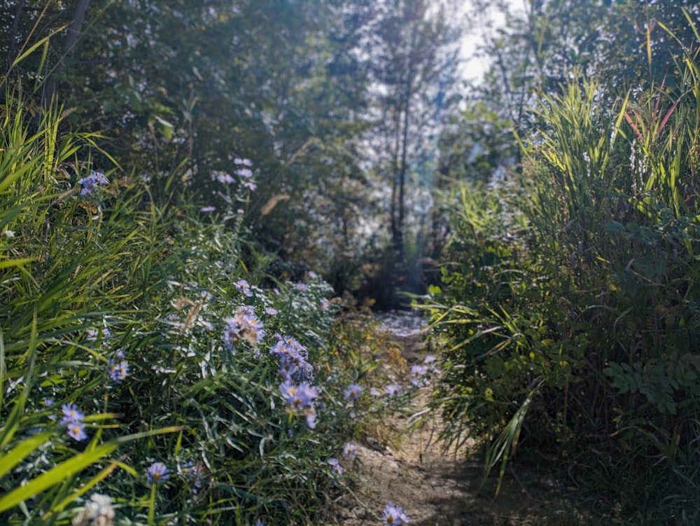 a path in the middle of a forest with blue flowers